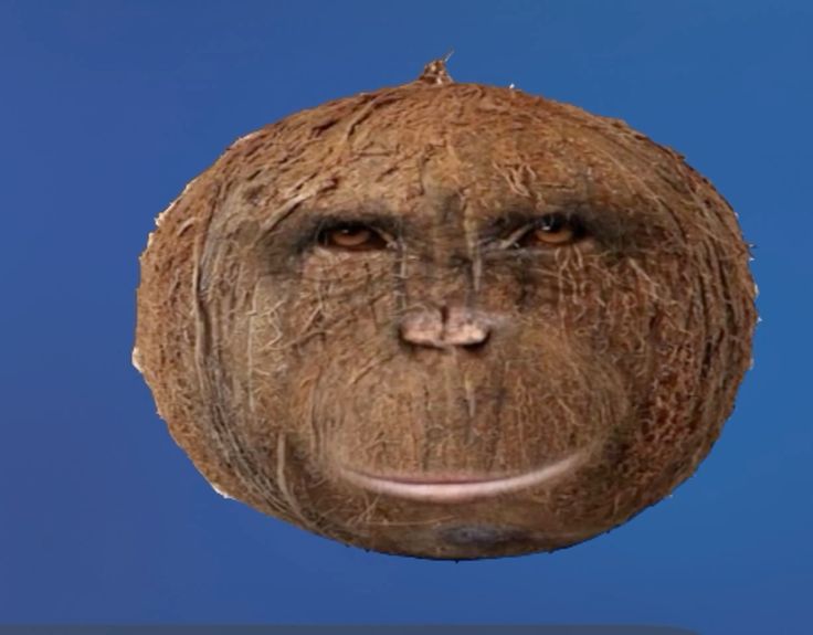 coconut ape