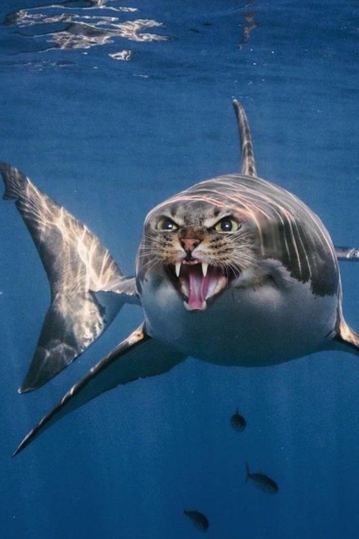 shark cat